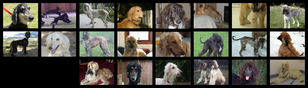 Afghan Hound Club of America – National Rescue