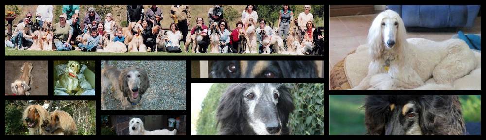 Afghan Hound Club of America – National Rescue