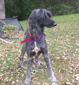 NIcholaus after the groomers